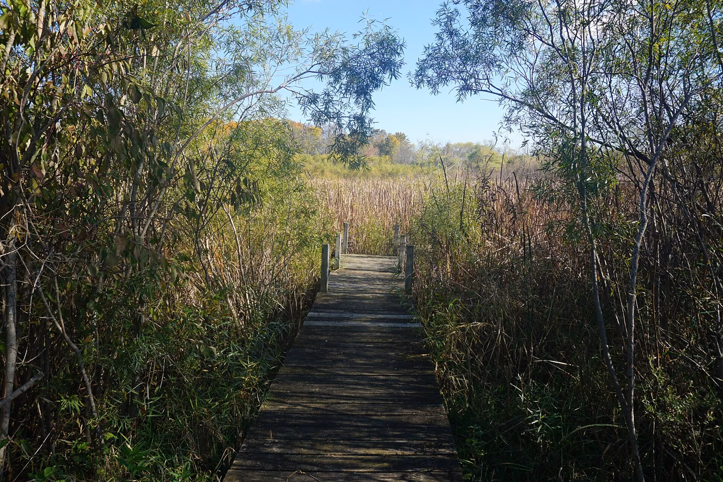 Boardwalk at Havenwoods State Forest, Milwaukee.
